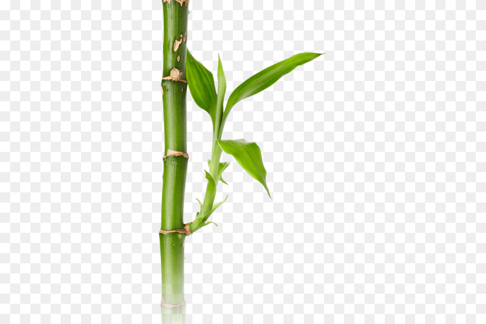 Bamboo, Plant Png Image