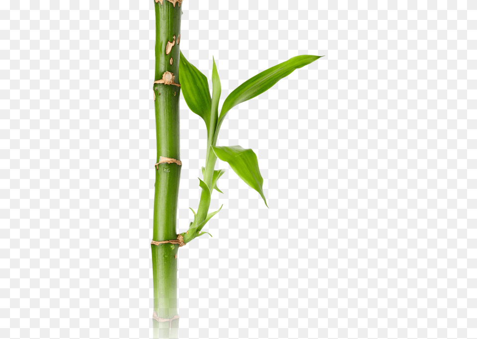 Bamboo, Plant Free Png Download