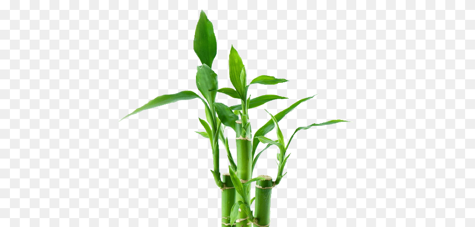 Bamboo, Plant, Leaf Free Transparent Png