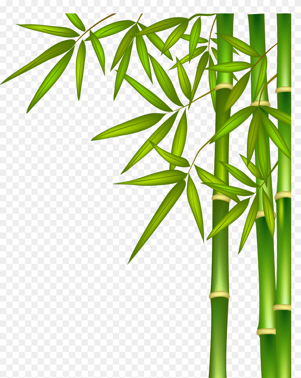 Bamboo, Plant Free Png