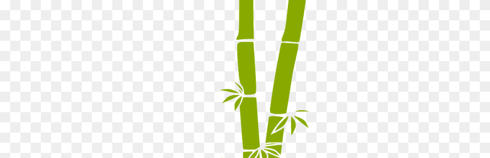 Bamboo, Grass, Green, Plant, Leaf Png