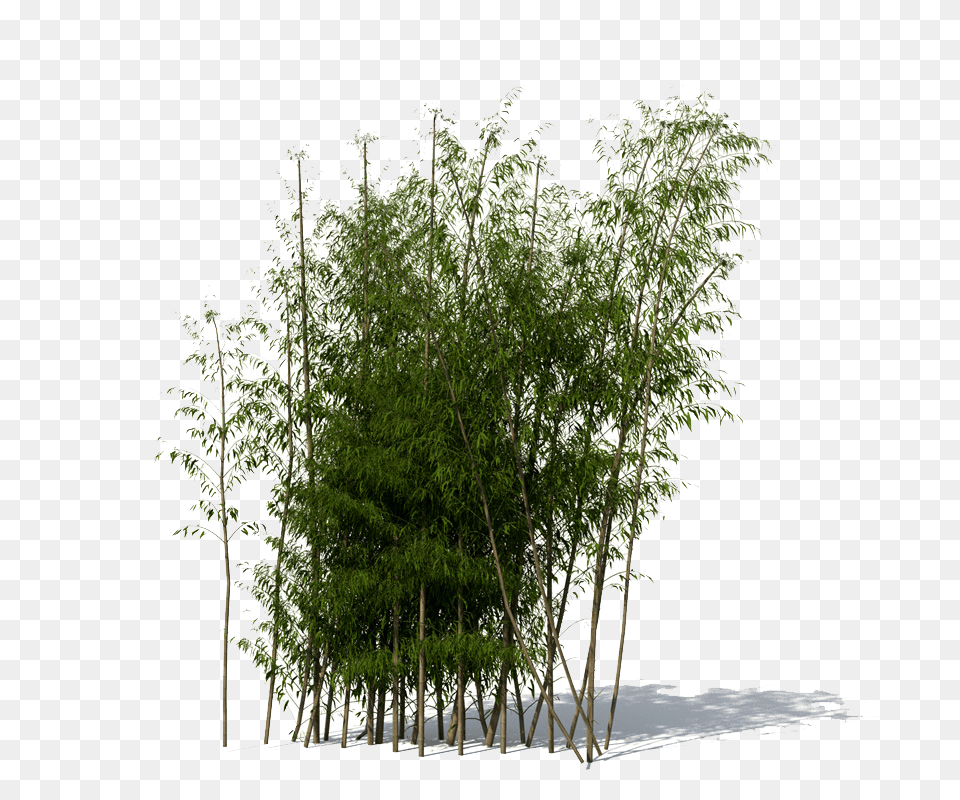 Bamboo, Plant, Tree Png