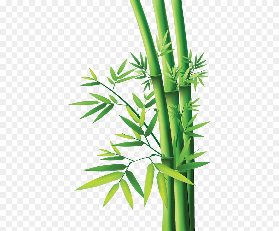 Bamboo, Plant Free Png Download