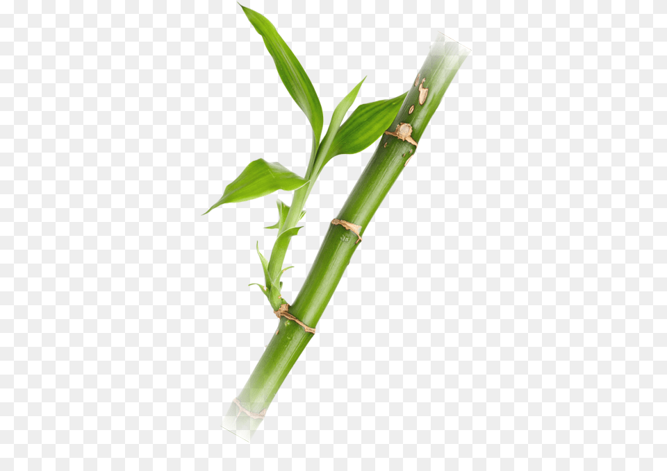 Bamboo, Plant Free Png