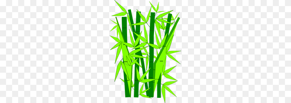 Bamboo Plant Free Png