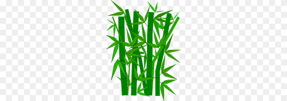 Bamboo Plant Free Png