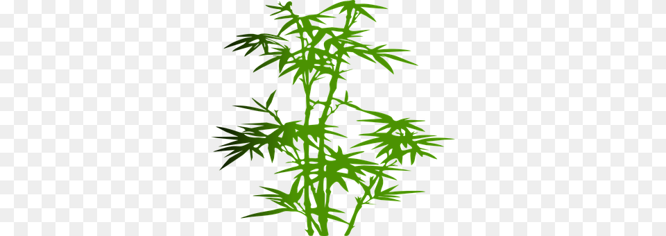 Bamboo Food, Seasoning, Dill, Plant Free Png