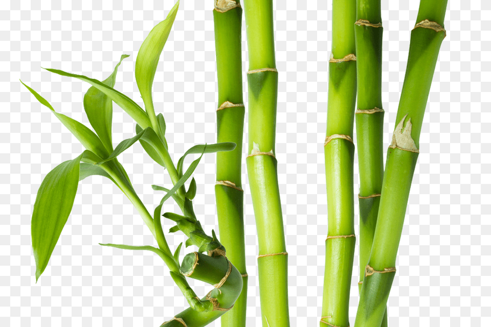 Bamboo, Plant Free Png Download