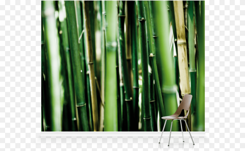 Bamboo, Chair, Furniture, Plant Free Transparent Png