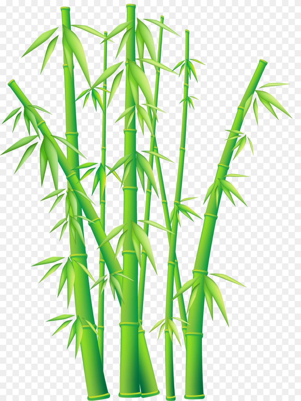 Bamboo, Plant Png Image