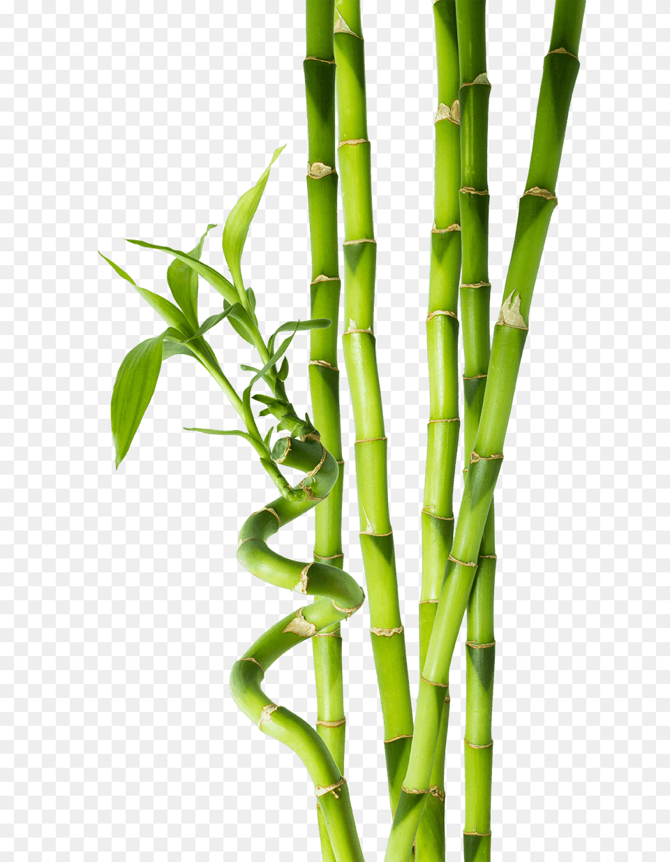 Bamboo, Plant Free Png Download