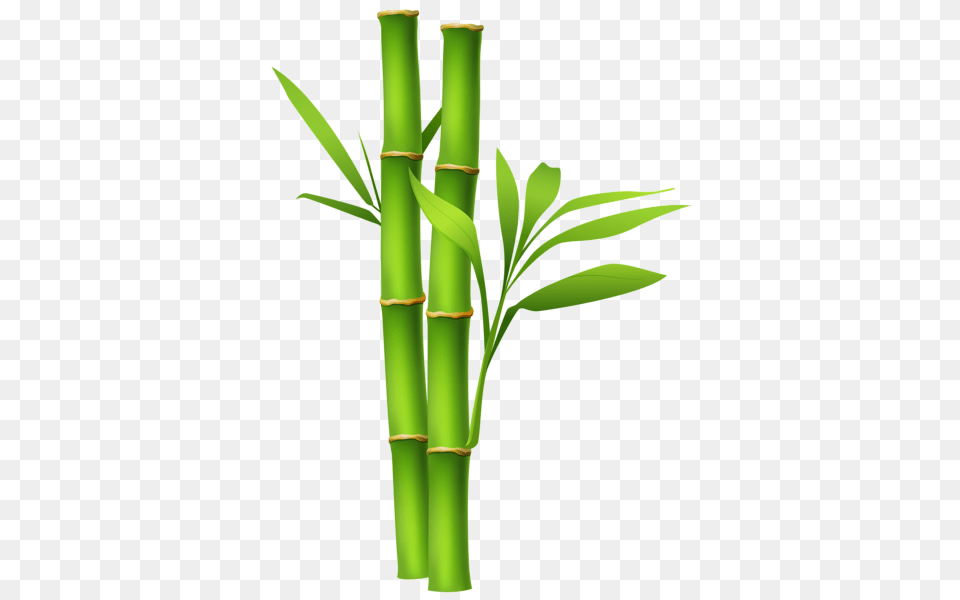 Bamboo, Plant Free Png Download