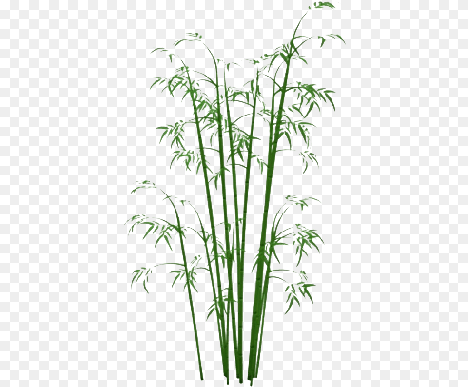 Bamboo, Plant, Fern Png