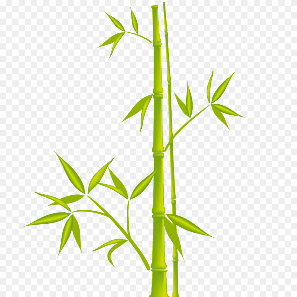 Bamboo, Plant Png