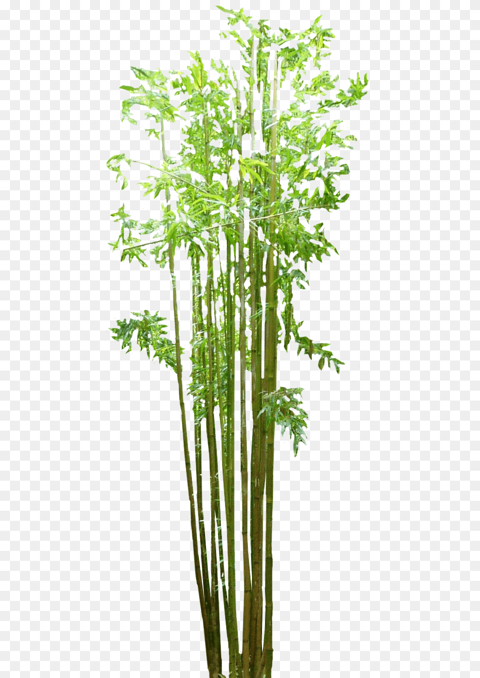 Bamboo, Plant Free Png Download