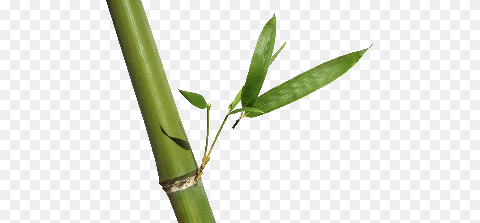 Bamboo, Plant, Leaf Png Image