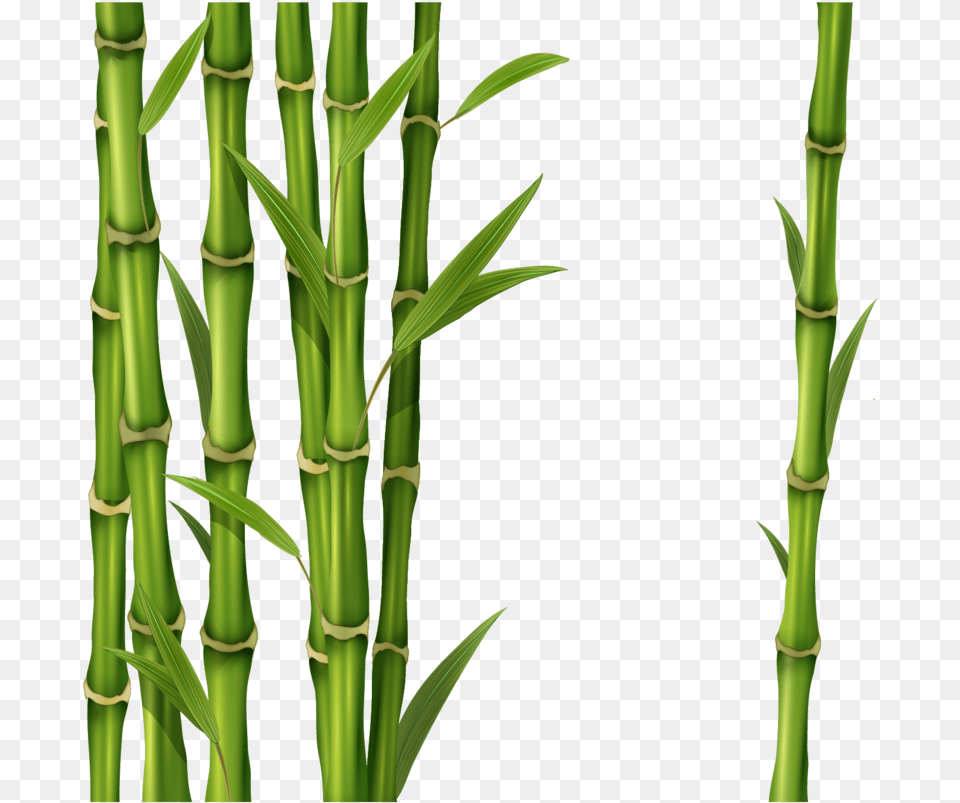 Bamboo, Plant Free Png