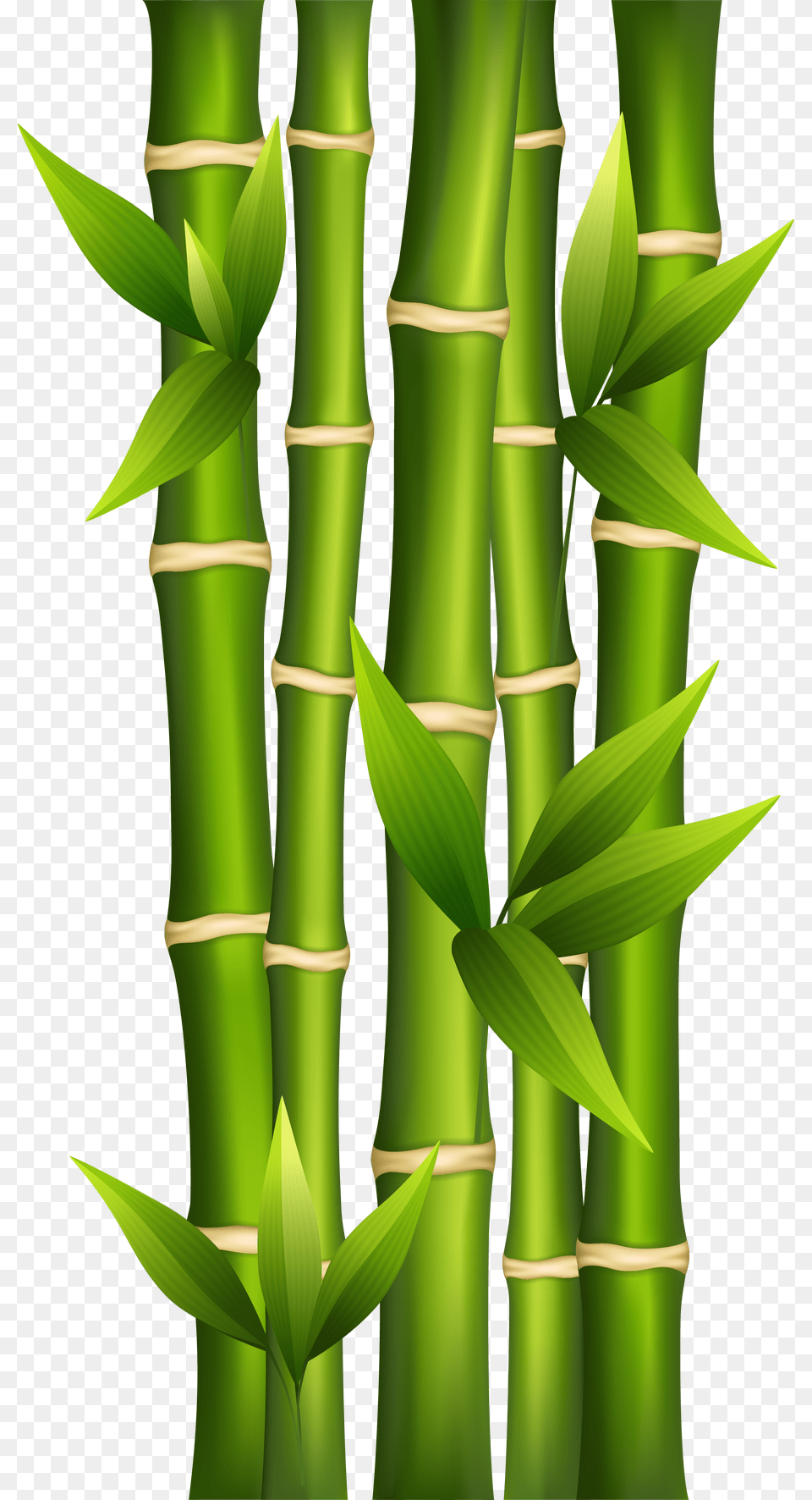 Bamboo, Plant, Smoke Pipe Png
