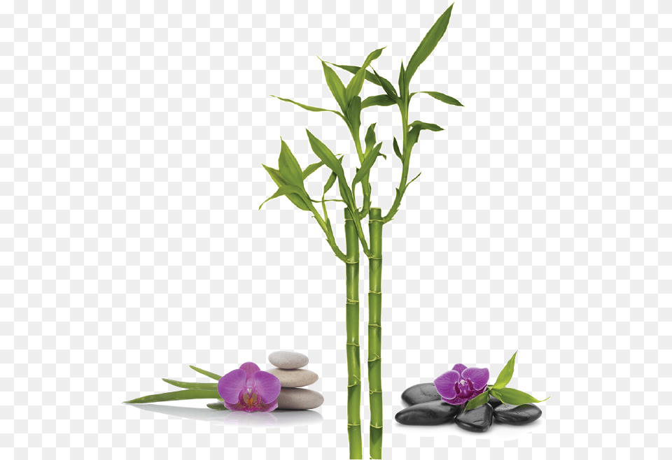Bamboo, Flower, Flower Arrangement, Plant, Ikebana Png Image