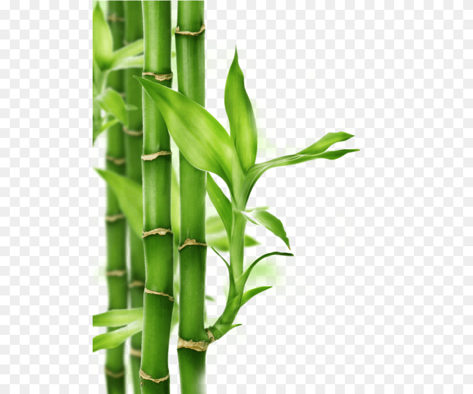 Bamboo, Plant Free Png Download