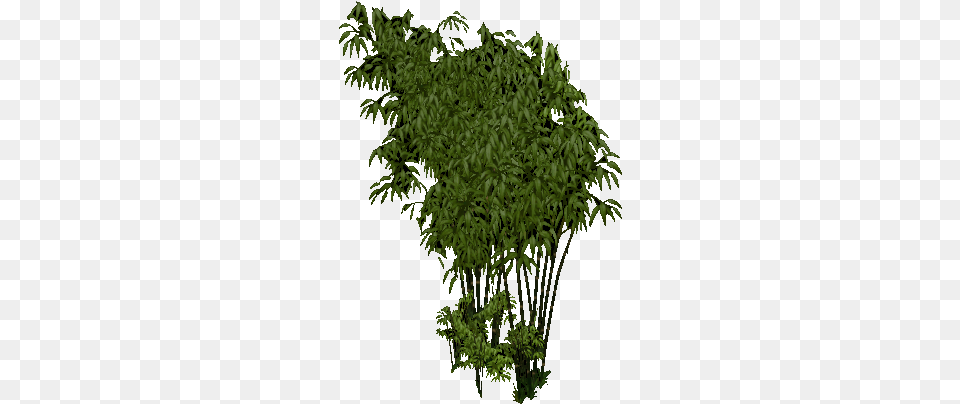 Bamboo, Plant, Vegetation, Leaf, Tree Png