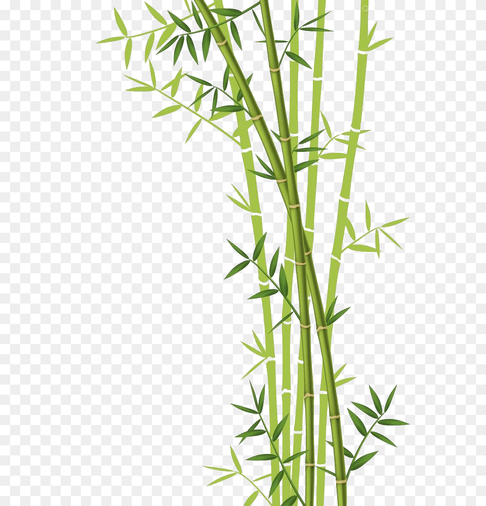 Bamboo, Plant Free Transparent Png