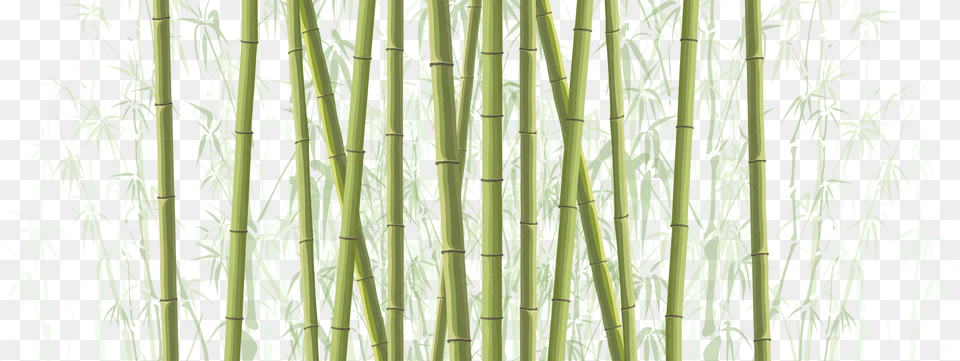 Bamboo, Plant Free Png