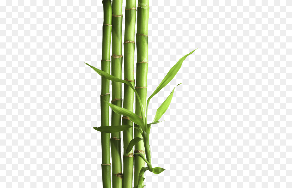 Bamboo, Plant Free Png