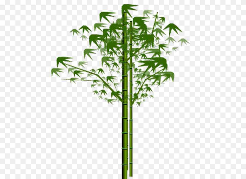 Bamboo, Plant, Tree, Green Free Png