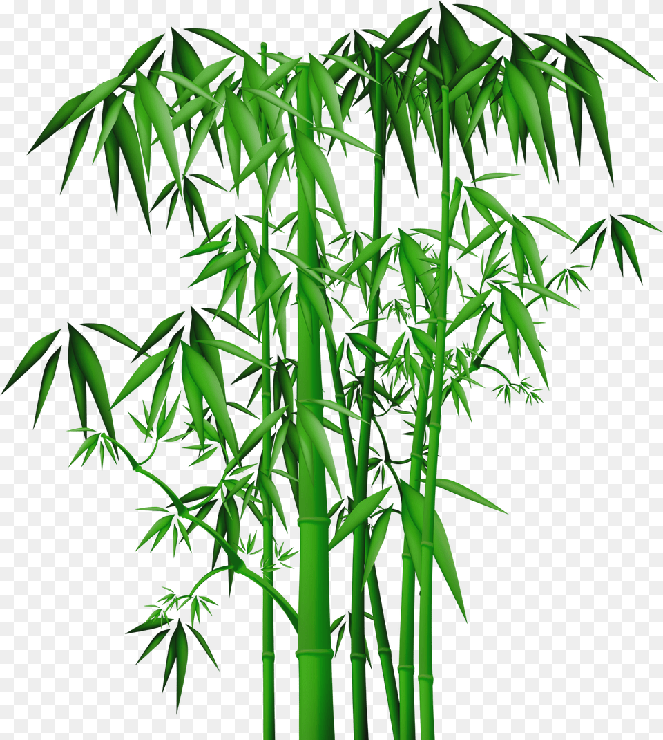 Bamboo Bamboo Painting, Plant Free Png Download