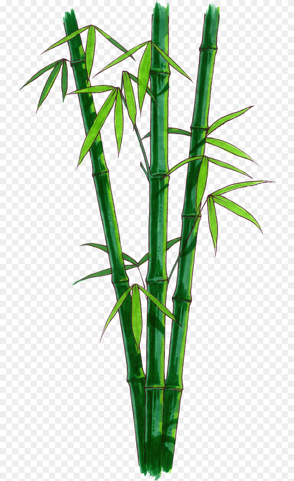 Bamboo Bamboo With No Background, Plant Png Image