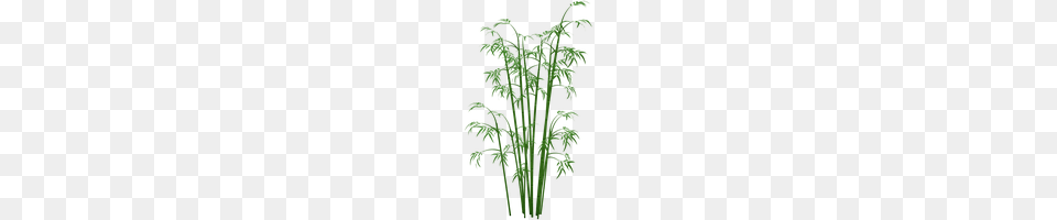 Bamboo Border Clipart Clipart, Fern, Plant Free Png