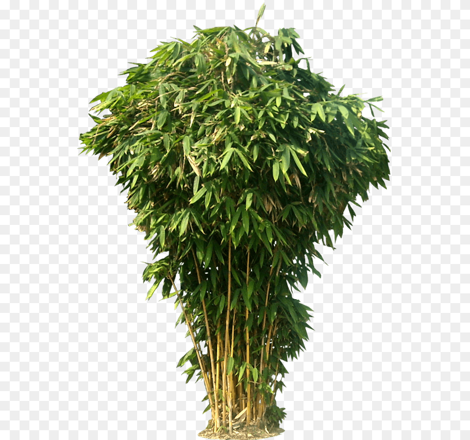 Bamboo Bush, Plant, Tree Free Png