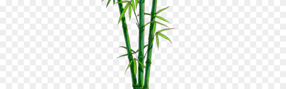 Bamboo Clip Art, Plant Png