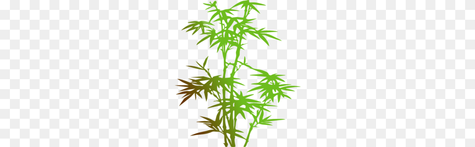 Bamboo Clip Art For Web, Conifer, Leaf, Moss, Plant Free Png Download