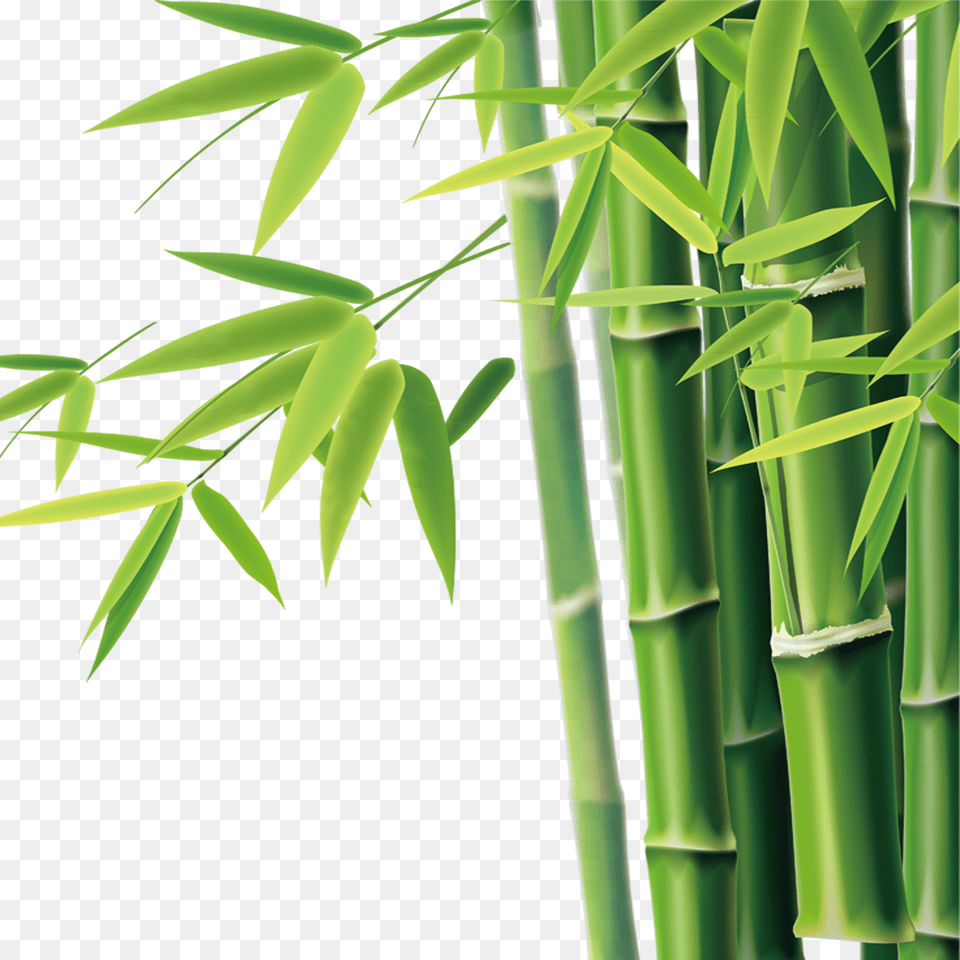 Bamboo Clipart, Plant Free Png