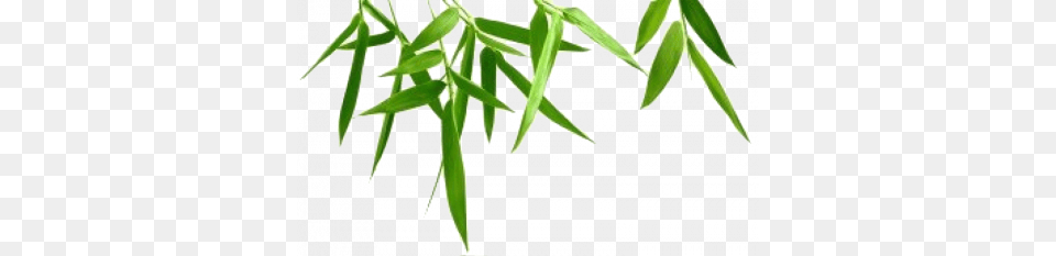 Bamboo Clipart Background, Plant, Tree, Leaf Png