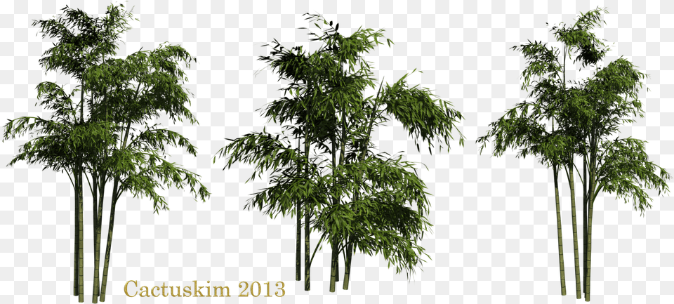 Bamboo Clipart Bamboo Trees, Plant, Tree, Vegetation, Land Free Transparent Png