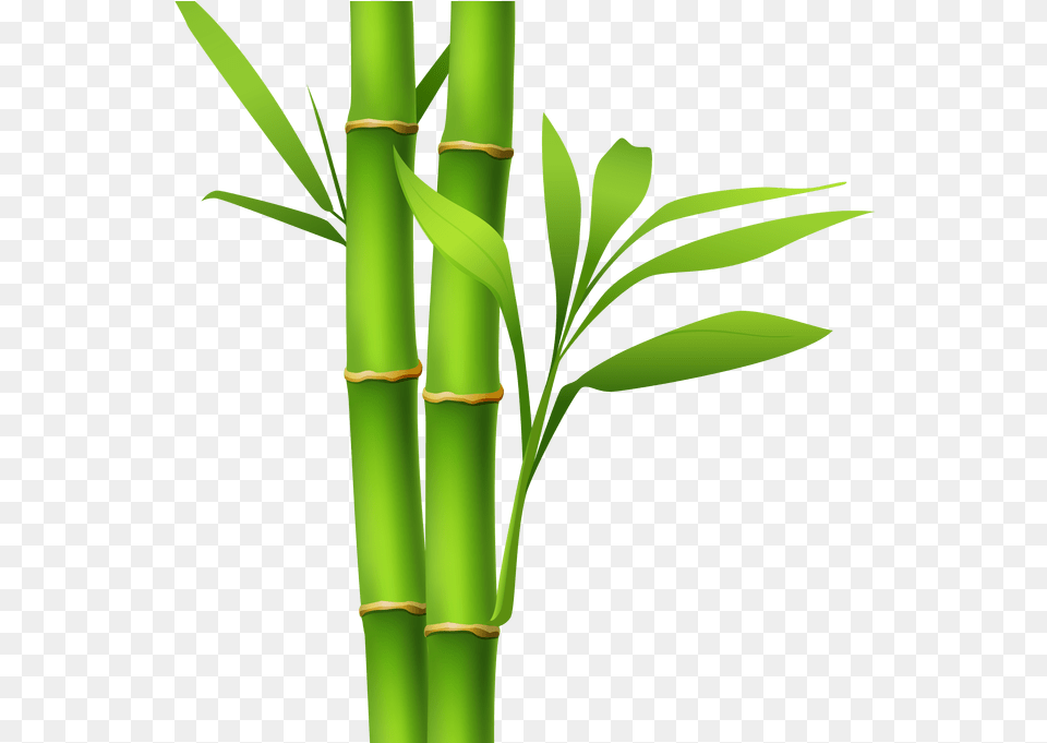 Bamboo Drawing Painting Bamboo Clipart, Plant Free Transparent Png