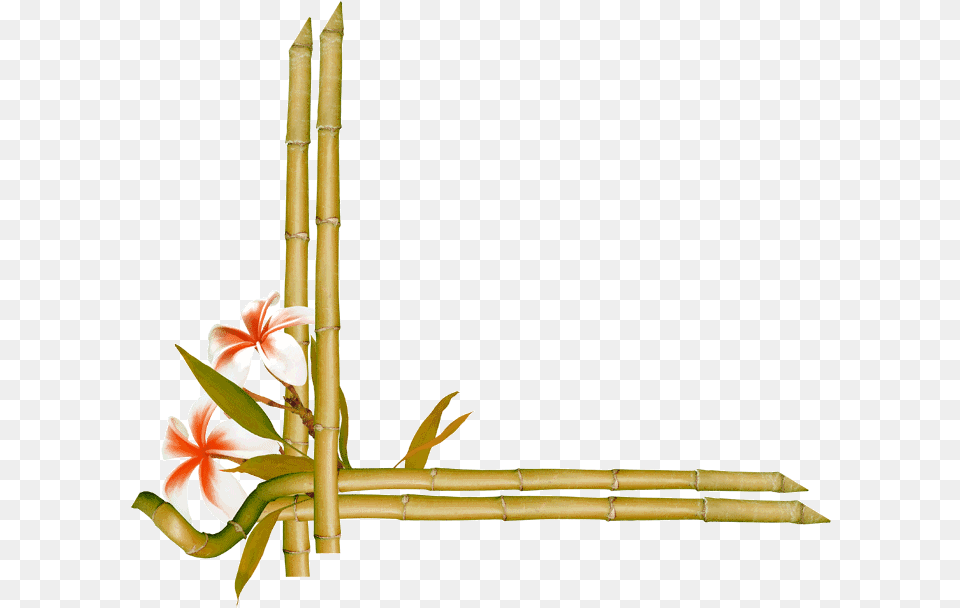 Bamboo Flower Frames And Borders Bamboo Border, Plant, Flower Arrangement Free Png Download