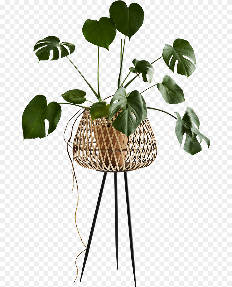 Bamboo Flower Stand Bamboo Full Size Download Seekpng Bamboo Flower Stand, Jar, Leaf, Plant, Planter Png Image