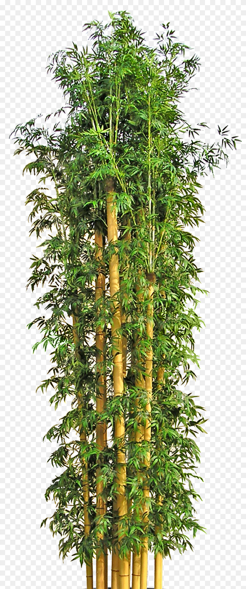 Bamboo Flowerpot Tree Hd Free Clipart Clipart Trees Bamboo Png Image