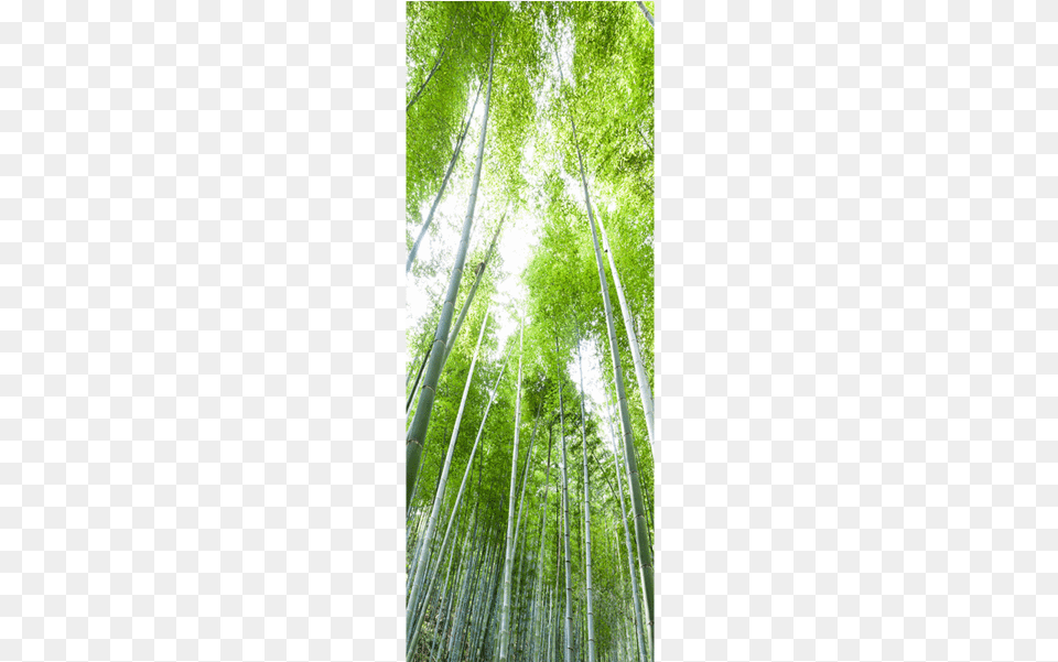 Bamboo Forest, Plant, Vegetation Png