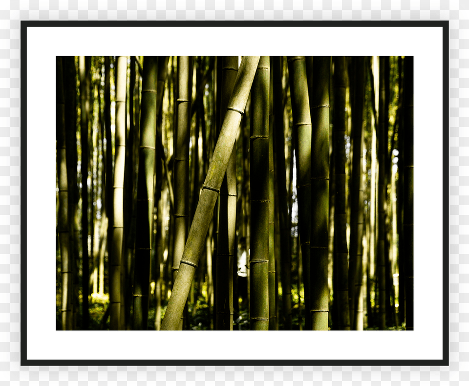 Bamboo Forest Bamboo, Plant Free Png Download