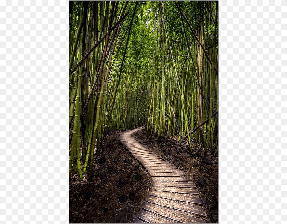 Bamboo Forest Bamboo Forest, Plant, Boardwalk, Bridge Png Image