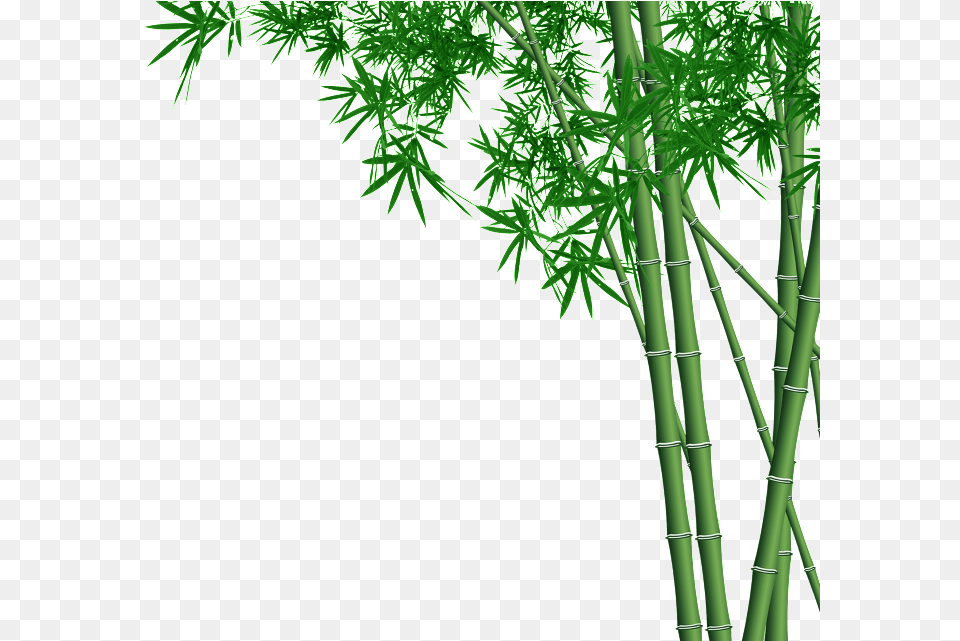 Bamboo Forest Transparent Bamboo, Plant Free Png