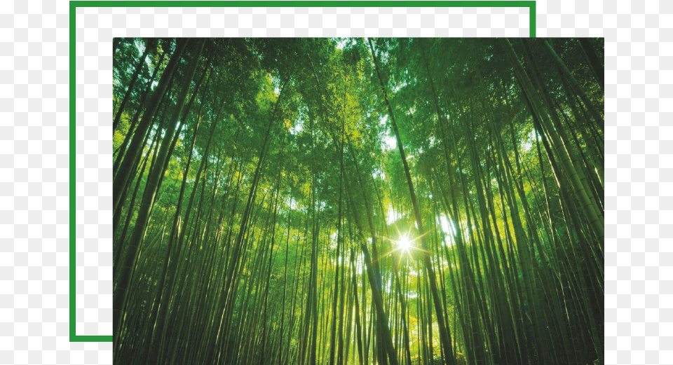 Bamboo Genesi Life Will Be With You Numbers Instructor Workbook, Vegetation, Sunlight, Nature, Outdoors Free Transparent Png
