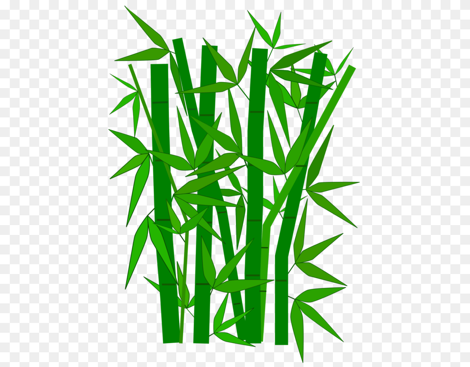Bamboo Giant Panda Grasses Download Guadua, Plant Free Png