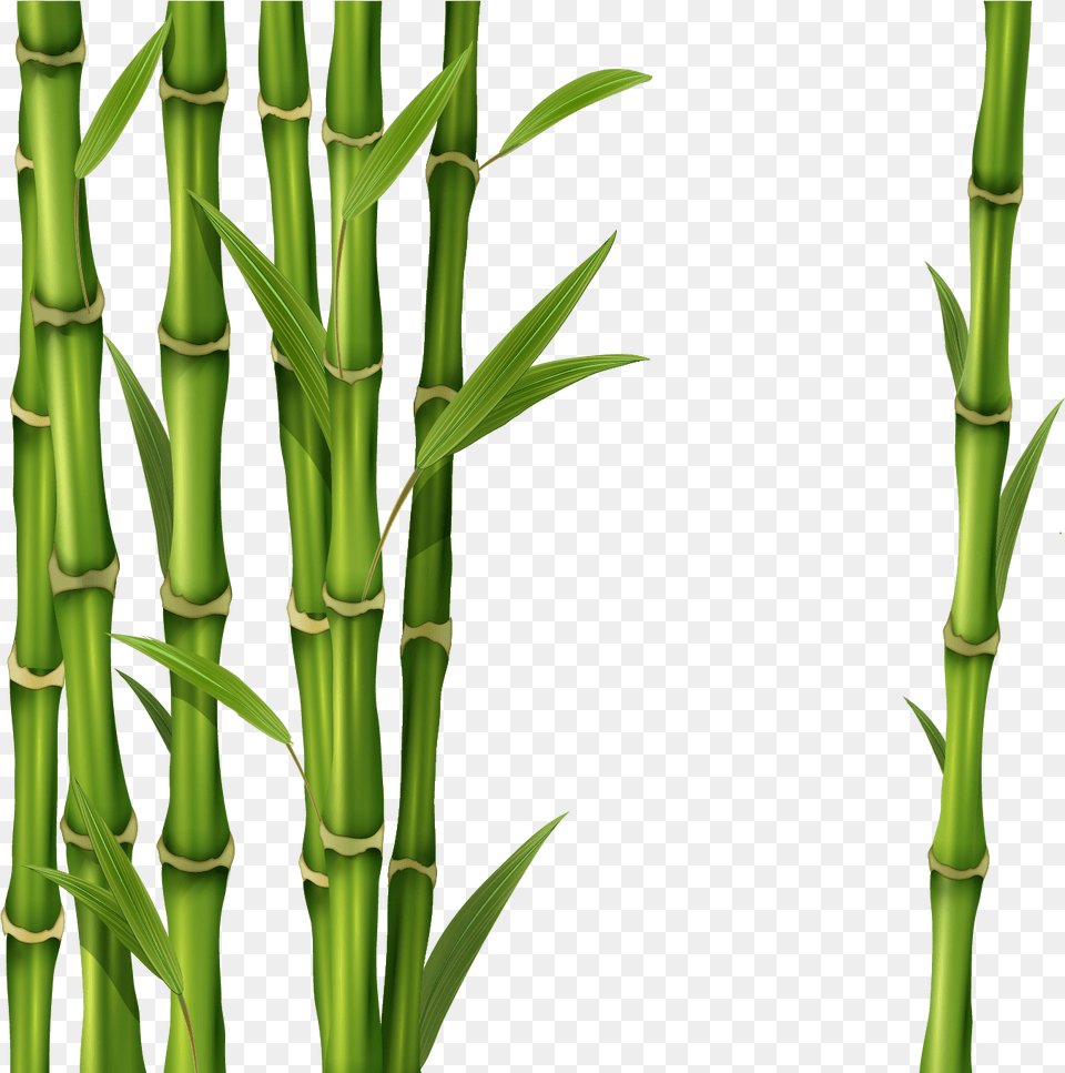 Bamboo Green Bamboo Stick, Plant Free Transparent Png