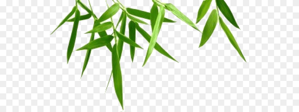Bamboo Hd Leaf Natur, Plant, Tree, Grass Free Transparent Png